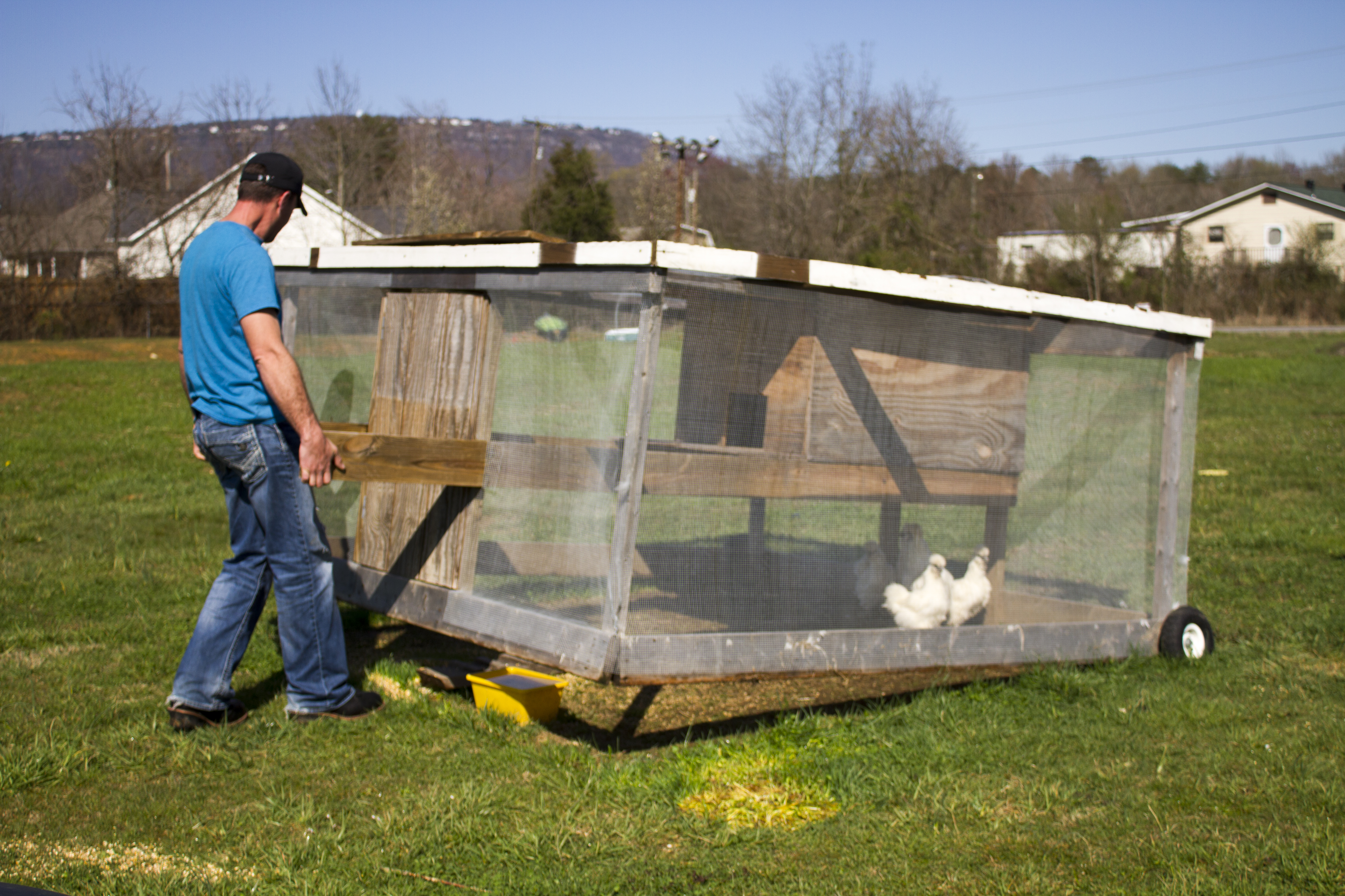 Chinese White Silkies and Chicken Tractors | HATponics
